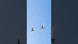 Trumpeter Swans [upl. by Lidstone]