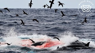 Cuvier Beaked Whale Hunt Bremer Bay Orca [upl. by Capriola366]