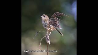 GoldenHeaded Cisticola australianbirds australiannativebirds [upl. by Karyn]