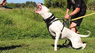 Melez Irk Dogo Argentino Köpekleri [upl. by Ithaman]