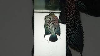 DreamTrackAI music for fish fish ikancupangindonesia aquariumfish aquarium fishcupang bettaf [upl. by Amar]