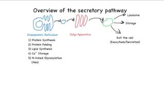 Overview of the secretory pathway [upl. by Florentia]