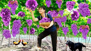 FULL VIDEO  60 Days Harvest Sangiovese GrapesLangsat FruitCauliflower  Go to the sell amp Cooking [upl. by Ial]