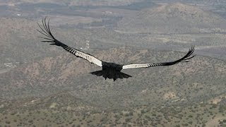 Flight of the Condor [upl. by Mou414]