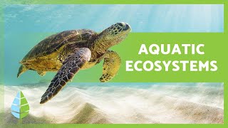 AQUATIC ECOSYSTEMS 🏝️🐠 Characteristics TYPES and Examples [upl. by Nyraf190]