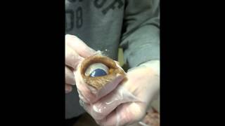 Eyeball Dissection The Blinking Eye [upl. by Blaine]