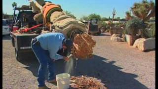 How To Transplant A Saguaro Cactus [upl. by Kcirdde540]