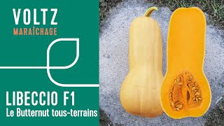 Courge Libeccio® F1  VOLTZ Maraîchage [upl. by Dloniger]