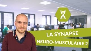 SVT BAC S  Les synapses  la synapse neuromusculaire PARTIE 2 [upl. by Sirdna399]