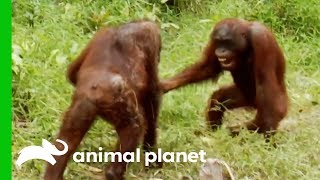 Orangutans Fight For Dominance While Leader Hamlet Is Trapped  Orangutan Island [upl. by Blakelee]