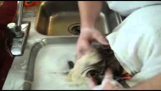 Blonde Girl Head Dunk and Shampoo 2 wmv [upl. by Siegler734]