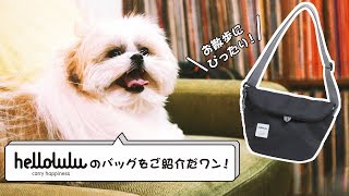 【付録開封】犬のモコゾウとご紹介 helloluluの超多機能バッグはお散歩に便利♪【きょうのマルチャン】 [upl. by Ecinad]