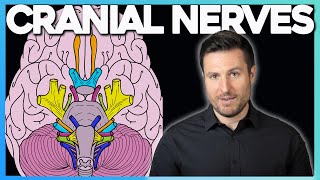 Easiest Way to Remember Cranial Nerves  Corporis [upl. by Amoeji830]