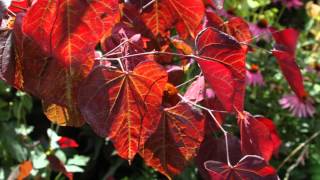 Cercis canadensis Forest Pansy [upl. by Adnahsar]