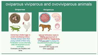 Oviparous Viviparous and Ovoviviparous Animals  Reproduction [upl. by Sirah16]