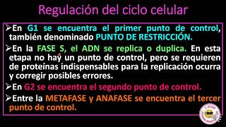 REGULACIÓN DEL CICLO CELULAR [upl. by Eiramyelhsa]