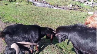 Goat fighting  Goat sound  Sheep sound  Animal sound  Funny animal fight goat [upl. by Sadiras]