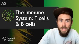 The Immune System T cells amp B cells  ALevel Biology Revision  AQA [upl. by Niletac]