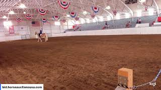 American Haflinger Registry Sale Clinic Ashland OH [upl. by Bronwyn]