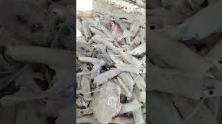 Loligo squid  cumi loligo reels reels fish viralvideo food shorts [upl. by Mcgee]