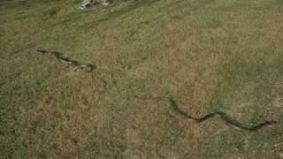 Black Rat Snakes mating [upl. by Rex574]