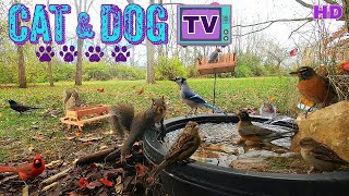 10 Hours No Interruptions Cat amp Dog TV 🐈🐕📺 Squirrels amp Birds drink from fountain water 💦 sounds [upl. by Chae]