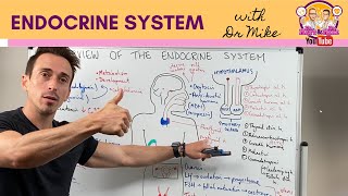 Overview of the Endocrine System [upl. by Nosneb494]