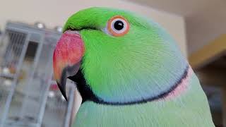 Indian Ringneck Parrot 🦜 talking [upl. by Eecak]