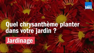 JARDINAGE  Quel chrysanthème planter dans votre jardin [upl. by Ahsiekal]