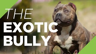 The Exotic Bully  The Ultimate Guide to the Exotics [upl. by Anovahs]