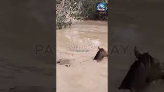 🐎 El increíble rescate de un caballo en Cártama Málaga en plena inundación noticias [upl. by Nimra305]