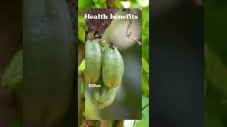 Benefits of bilimbi fruit [upl. by Haneehs]