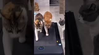 How Cats Doing Treadmill [upl. by Catherine]