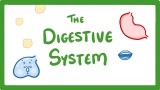 GCSE Biology  Digestive System 18 [upl. by Chita]