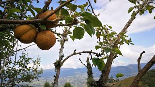 Vendo finca con perales y manzanos en Tibaná Boyacá [upl. by Atilegna361]