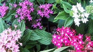 Nine colours Pentas plants tips care and propagation [upl. by Adaminah948]