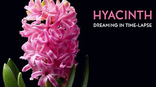 Hyacinth  Timelapse with Music [upl. by Marie-Ann]