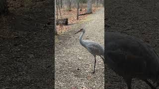 Juvenile sand hill crane learning to use its voice ☺️❤️ [upl. by Boru]