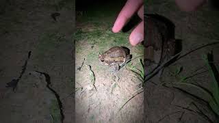 Cute frog jump funny  Catch a frog funny fly  funny animal frog [upl. by Asreht946]