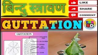 Guttation बिन्दु स्त्रावण Plant physiology topic [upl. by Nalac]