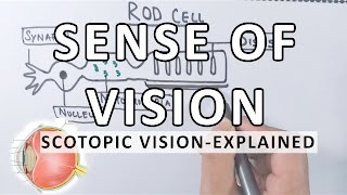 Rods vs Cones photoreceptors physiology functions and anatomy [upl. by Neron]