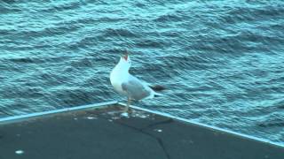 Two seagulls calling together [upl. by Rickart44]