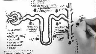 Nephron Function [upl. by Ahsya]