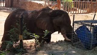 A feeding equipment for African elephant [upl. by Nivat710]