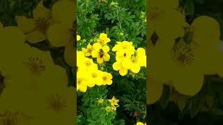 ÖlandstokGoldfinger Potentilla fruticosa💛💚amazingflowersnaturebeautygardennatureslover 💚💚💚 [upl. by Far]