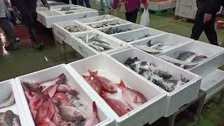 Billingsgate Fish Market ASMR [upl. by Nurav]