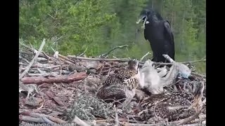 WARNING graphic attack on Satakunta Osprey Nest 1 raven kills a chick fox kills Alma 25 Jun 2021 [upl. by Stolzer]