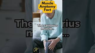 The sartorius muscle [upl. by Fendig]