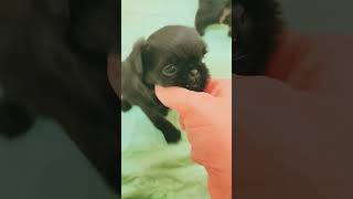 Brussels griffon puppies 4 weeks old brusselsgriffon puppy [upl. by Sykleb]