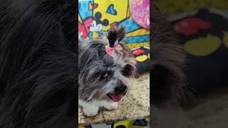 LHASA APSO OU UM SHIHTZU [upl. by Katlin]